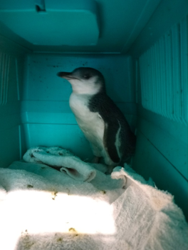 Dan the penguin in a cage to be safely brought to the South Island Wildlife Hospital